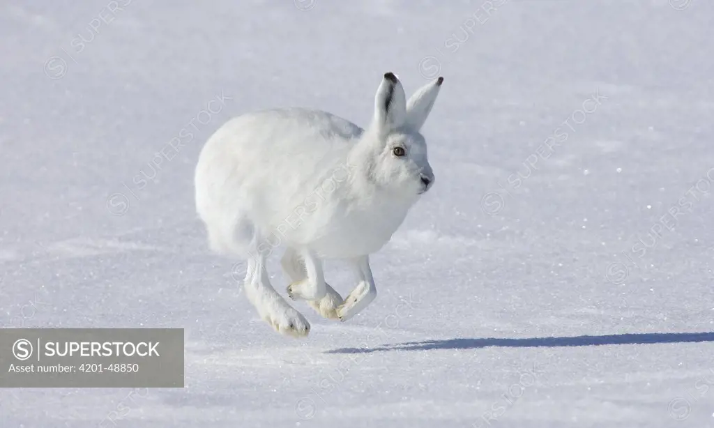 Arctic Hare (Lepus arcticus) hopping, Banks Island, Canada