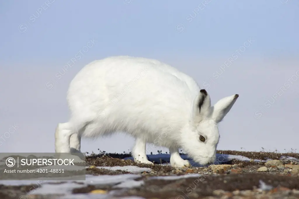 Arctic Hare (Lepus arcticus) browsing tundra vegetation, Banks Island, Canada