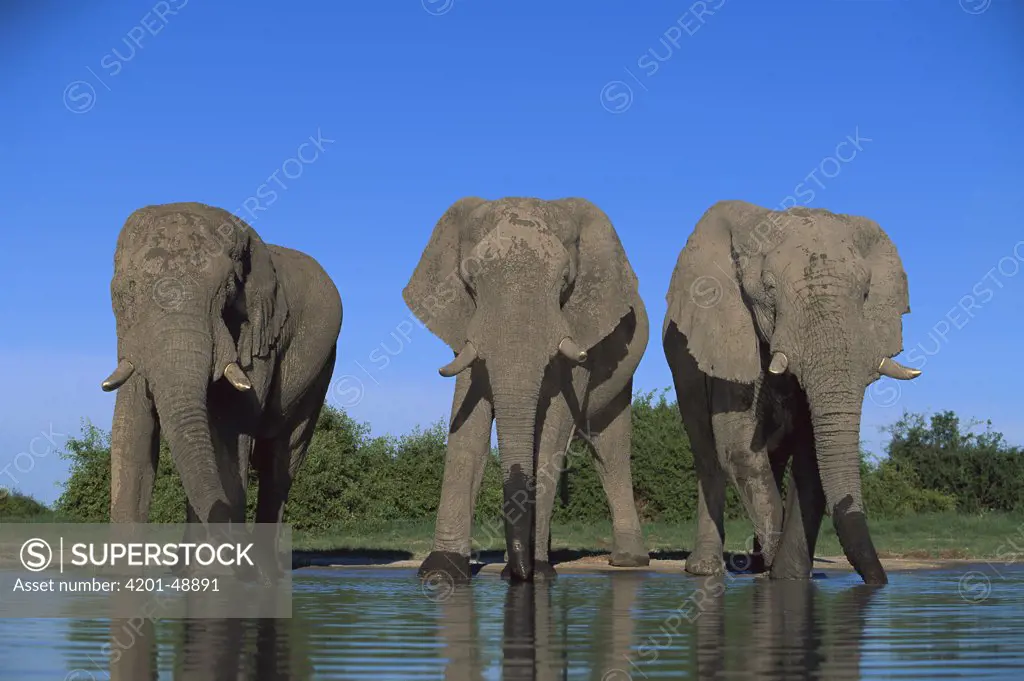African Elephant (Loxodonta africana) trio drinking, Chobe National Park, Botswana