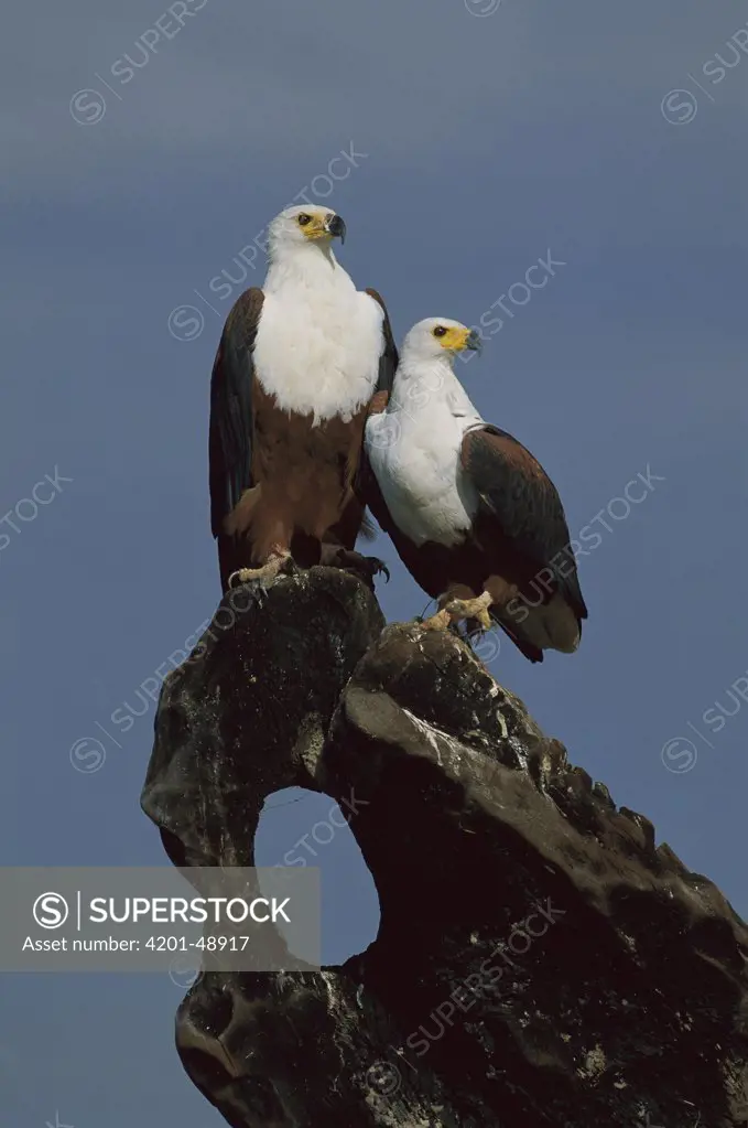 African Fish Eagle (Haliaeetus vocifer) pair, Namibia