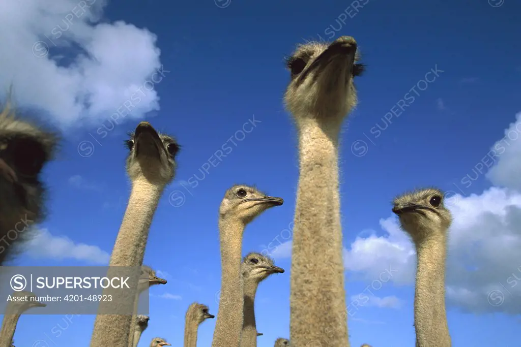 Ostrich (Struthio camelus) group, domesticated animals, South Africa