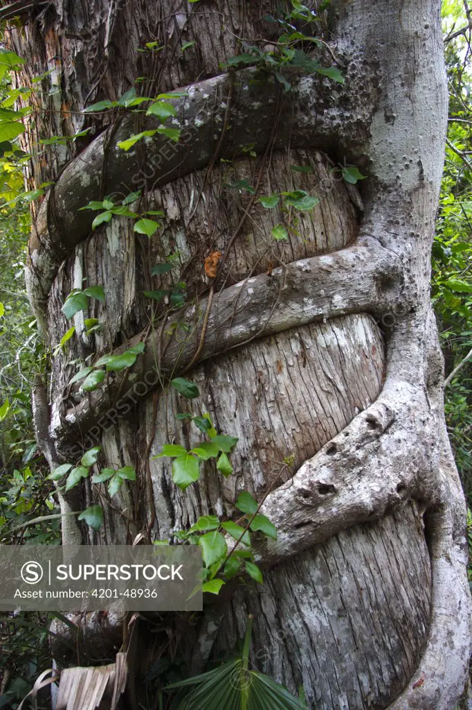 Giant Strangler Fig (Ficus aurea) surrounding its host plant, Fakahatchee Strand Preserve State Park, Florida