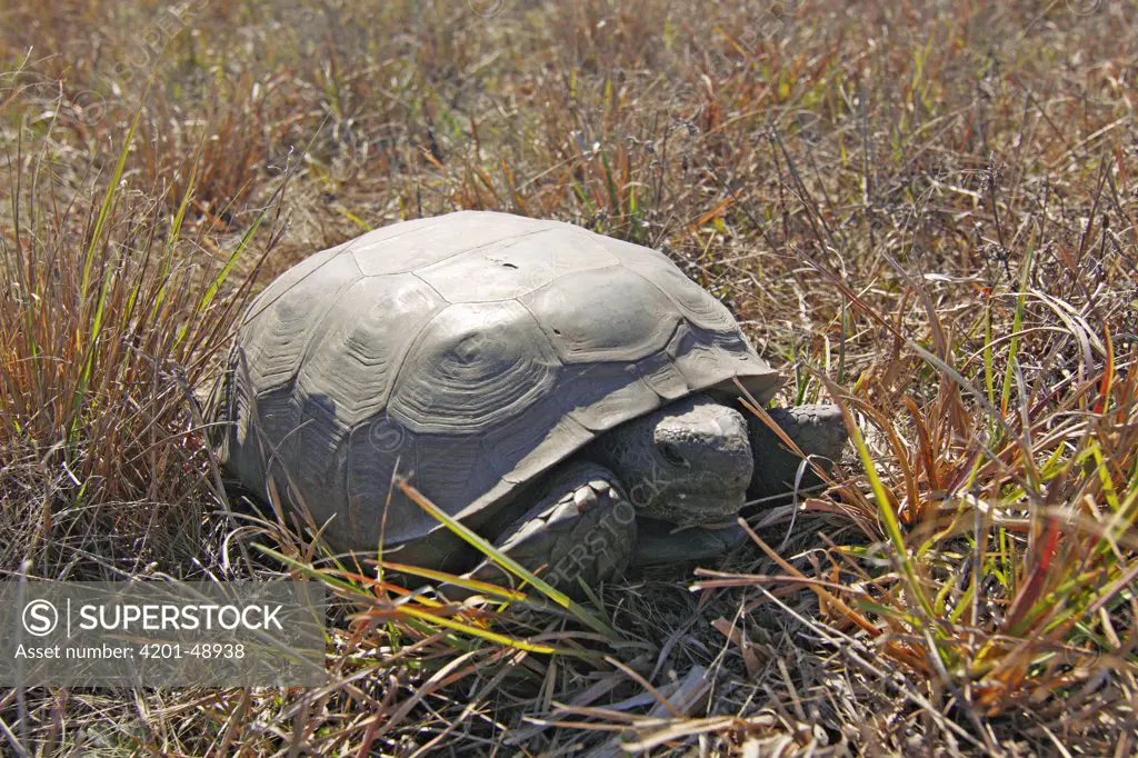 Florida Gopher Tortoise (Gopherus polyphemus), Kissimmee Prairie Preserve State Park, Florida
