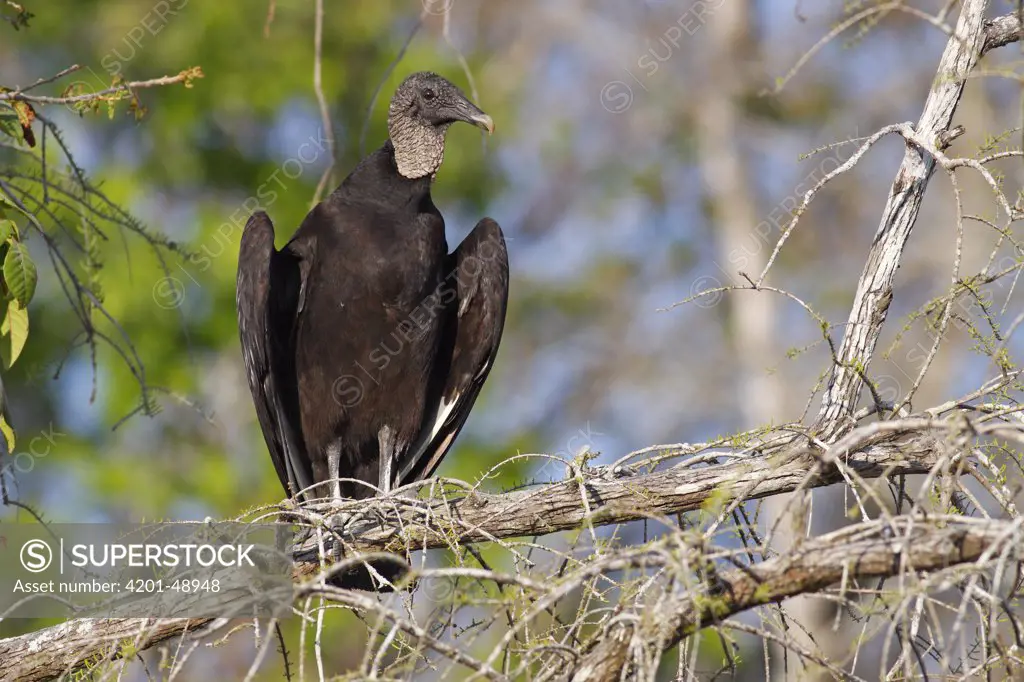 American Black Vulture (Coragyps atratus), Fakahatchee Strand Preserve State Park, Florida