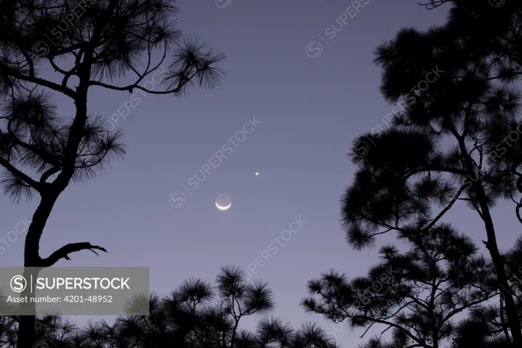 Slash Pine (Pinus elliottii) trees with moon and venus setting, Everglades National Park, Florida