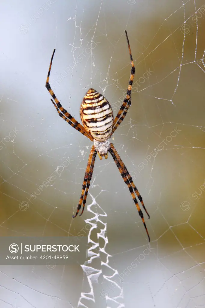 Orb-weaver Spider (Araneidae) showing zig-zag silk constructions called stabilimentum, Everglades National Park, Florida