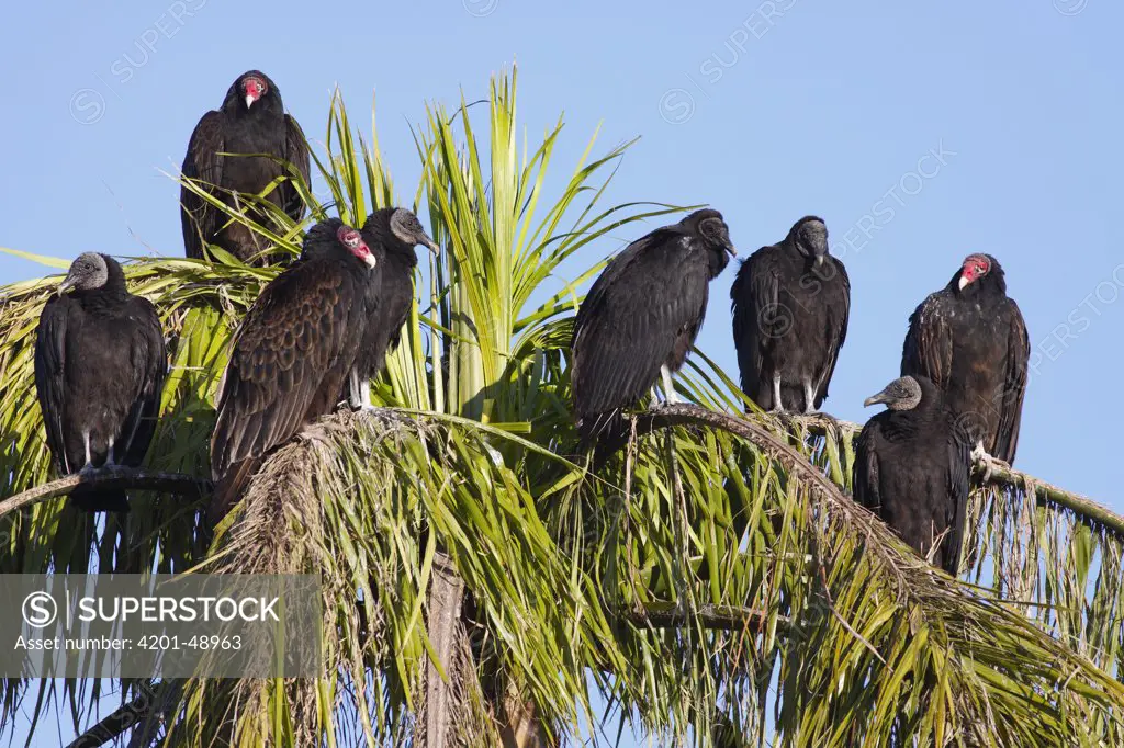 American Black Vulture (Coragyps atratus) group and Turkey Vultures (Cathartes aura) roosting in palm, Everglades National Park, Florida