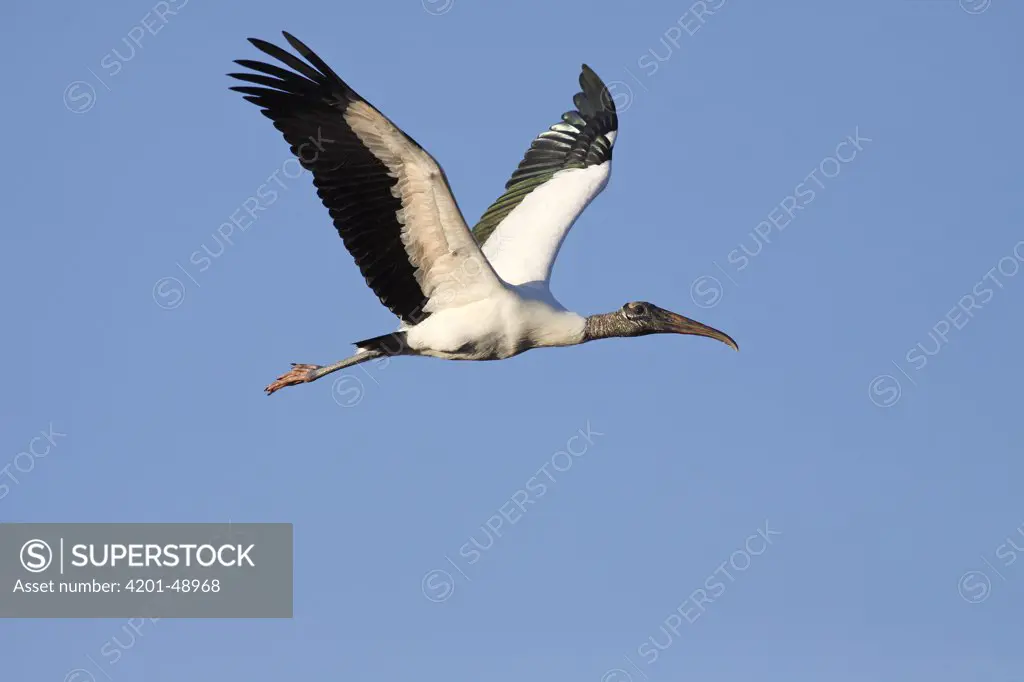 Wood Stork (Mycteria americana) flying, Everglades National Park, Florida