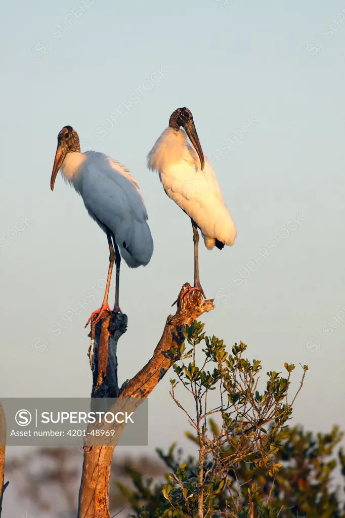 Wood Stork (Mycteria americana) pair, Everglades National Park, Florida