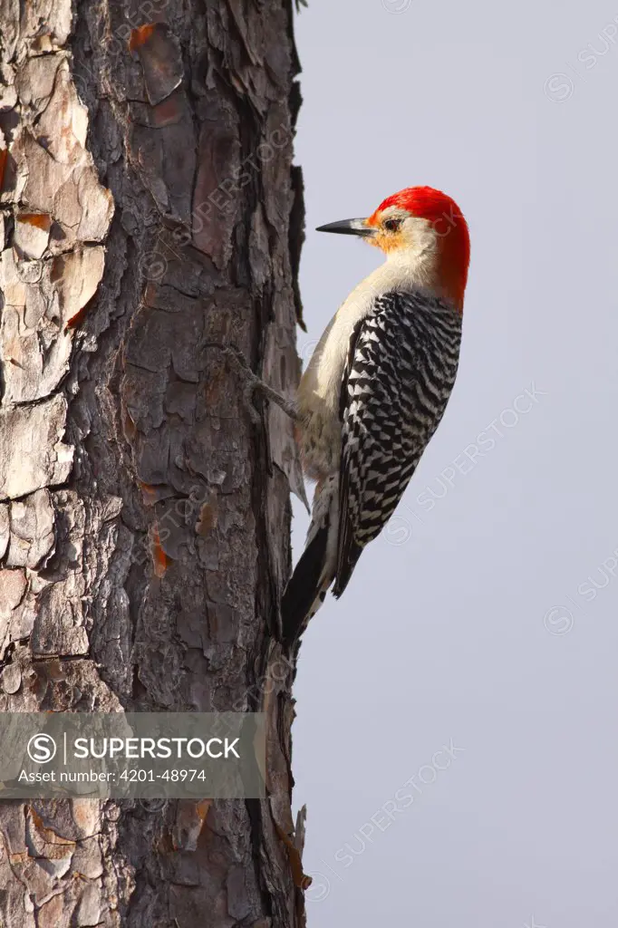 Red-bellied Woodpecker (Melanerpes carolinus) male, Everglades National Park, Florida