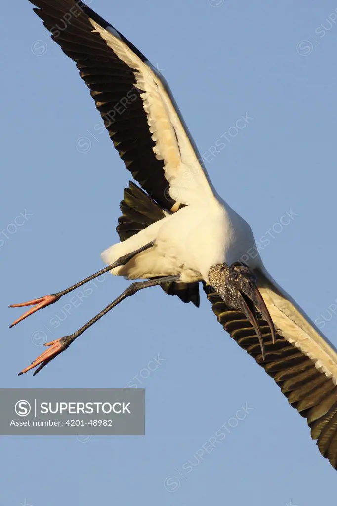 Wood Stork (Mycteria americana) flying, Everglades National Park, Florida