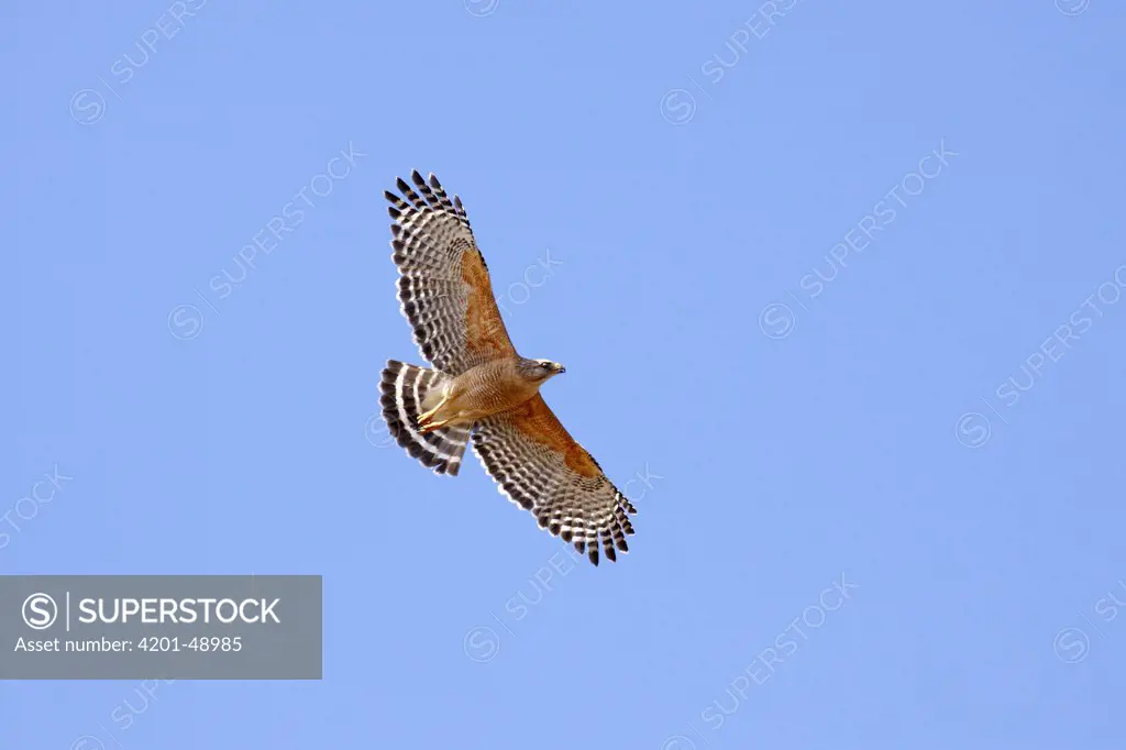 Red-shouldered Hawk (Buteo lineatus) flying, Kissimmee Prairie Preserve State Park, Florida