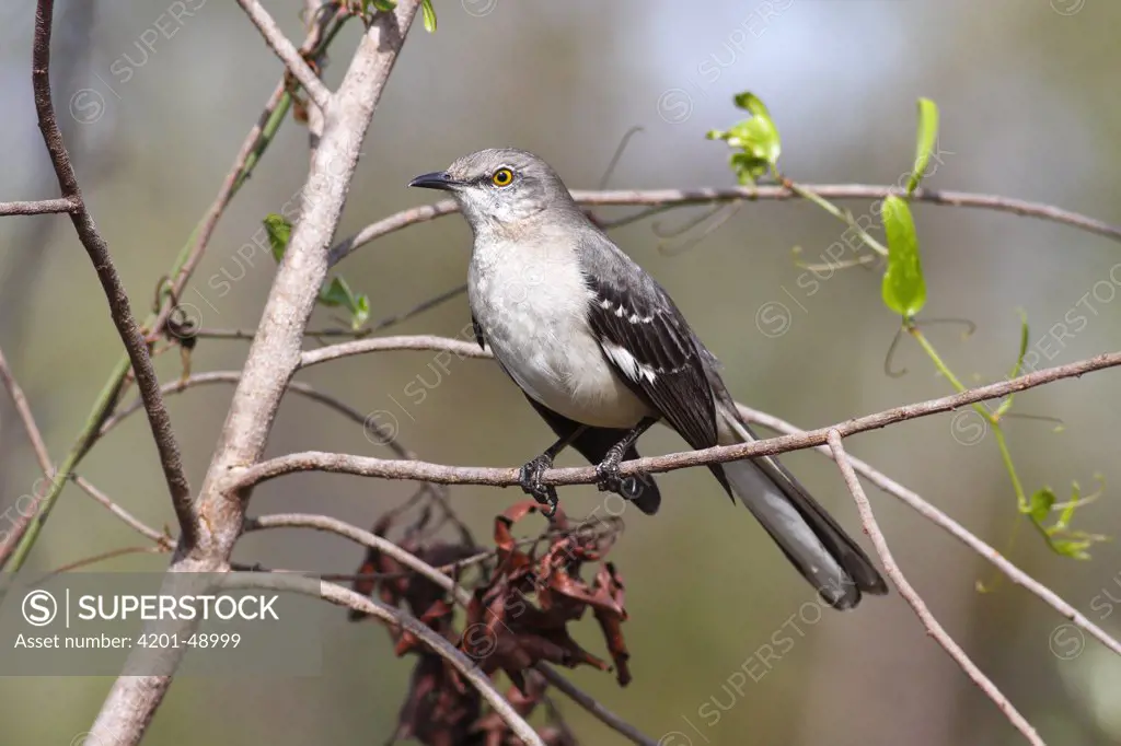 Northern Mockingbird (Mimus polyglottos), Everglades National Park, Florida