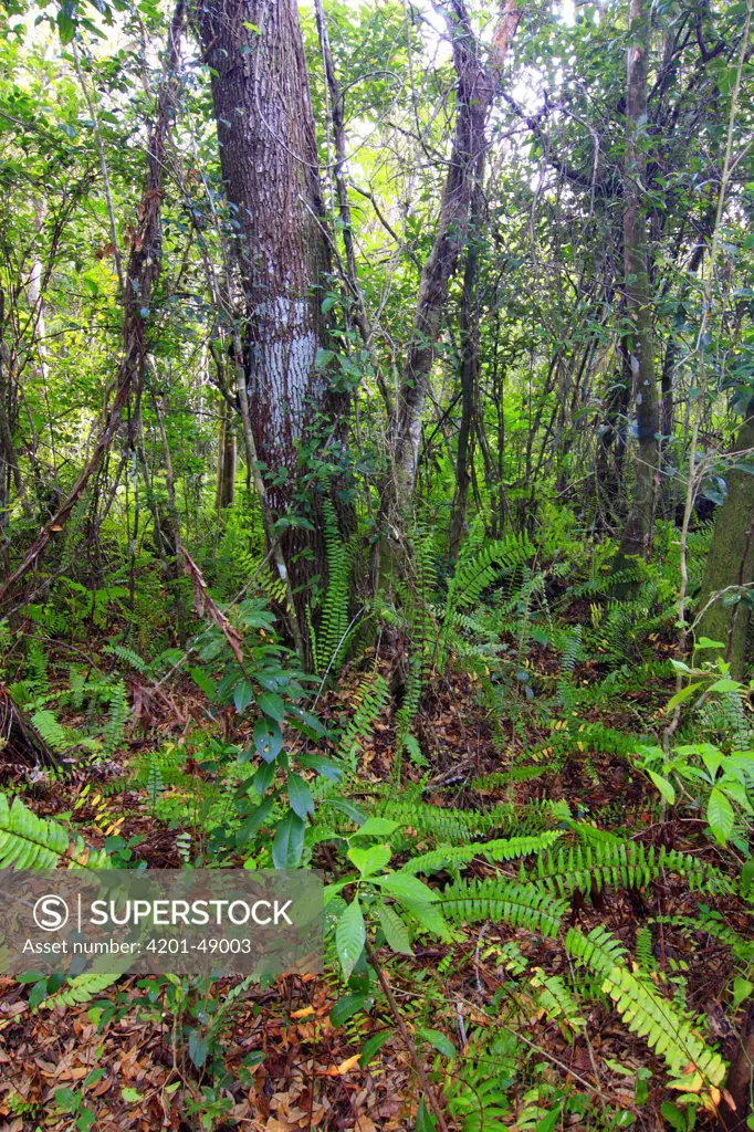 Ferns along Gumbo Limbo Trail, Everglades National Park, Florida