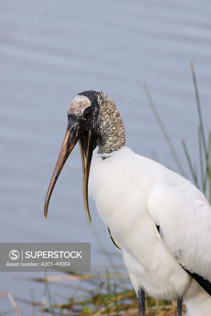 Wood Stork (Mycteria americana) calling, Everglades National Park, Florida