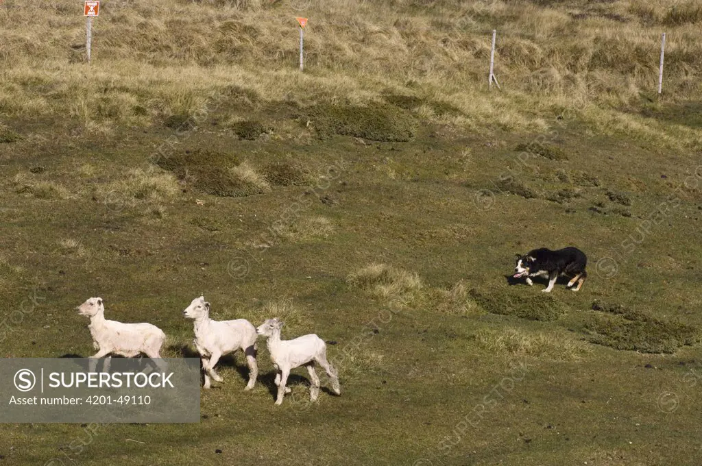 Domestic Sheep (Ovis aries) group herded by sheep dog, Falkland Islands