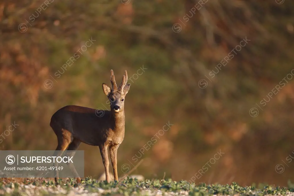 Western Roe Deer (Capreolus capreolus) male, France