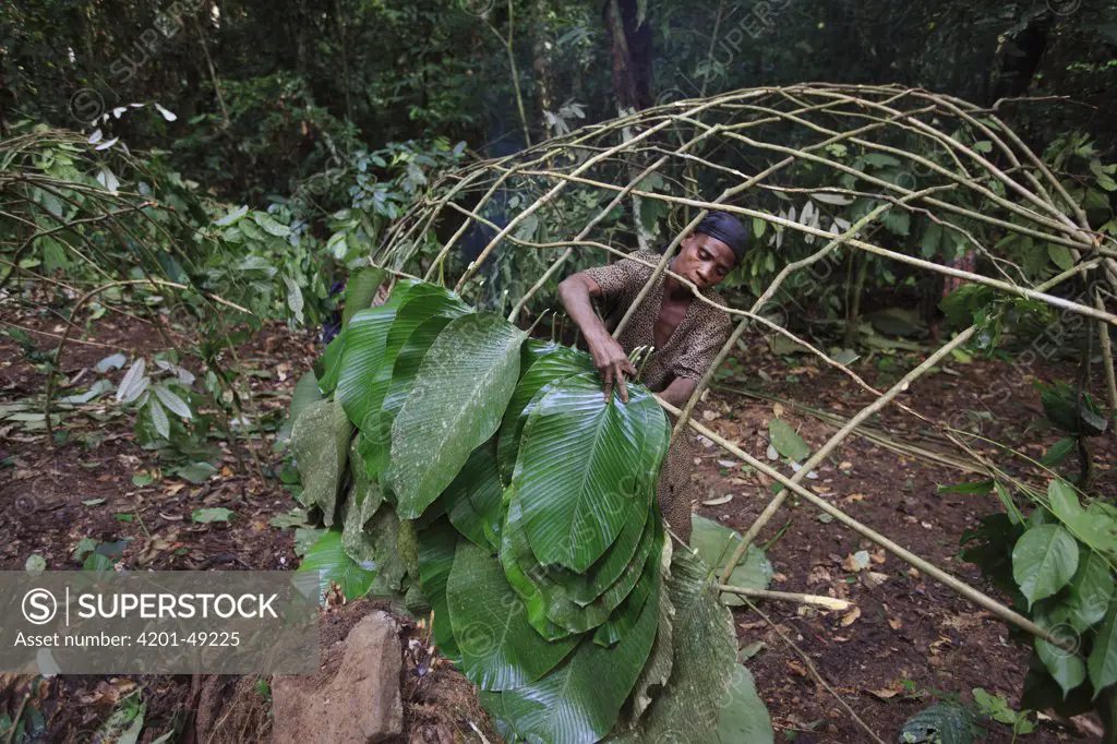 Ngongo (Megaphrynium macrostachyum) leaves used by Baka woman to make a Mongolu, a hut made from sticks and leaves, Cameroon