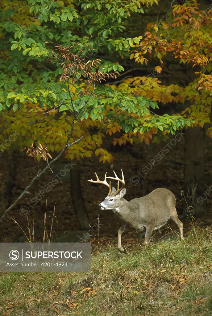 White-tailed Deer (Odocoileus virginianus) buck emerging from autumn woods