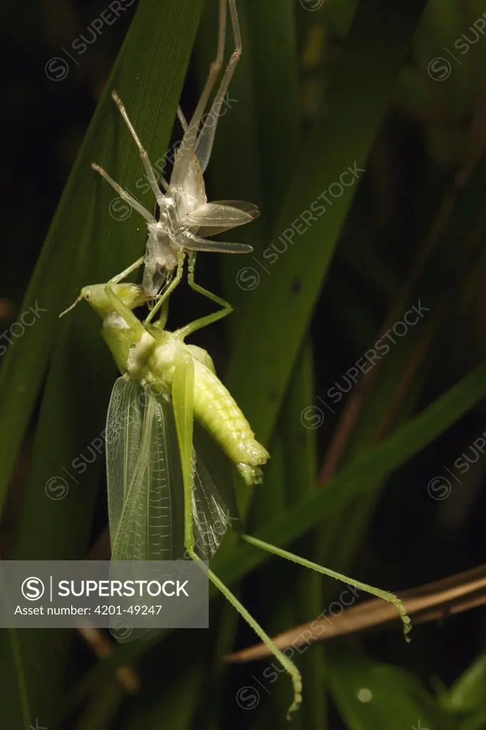 Grasshopper eating its moult in tropical rainforest, Lobeke National Park, Cameroon