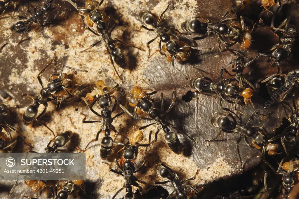 Ant (Formicidae) group attacking termite colony, Lobeke National Park, Cameroon