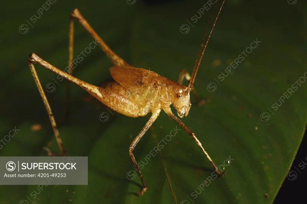 Grasshopper in tropical rainforest, Lobeke National Park, Cameroon