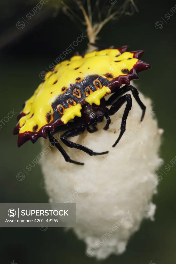 Orb-web Spider (Aranoethra cambridgei) on cocoon, Cameroon