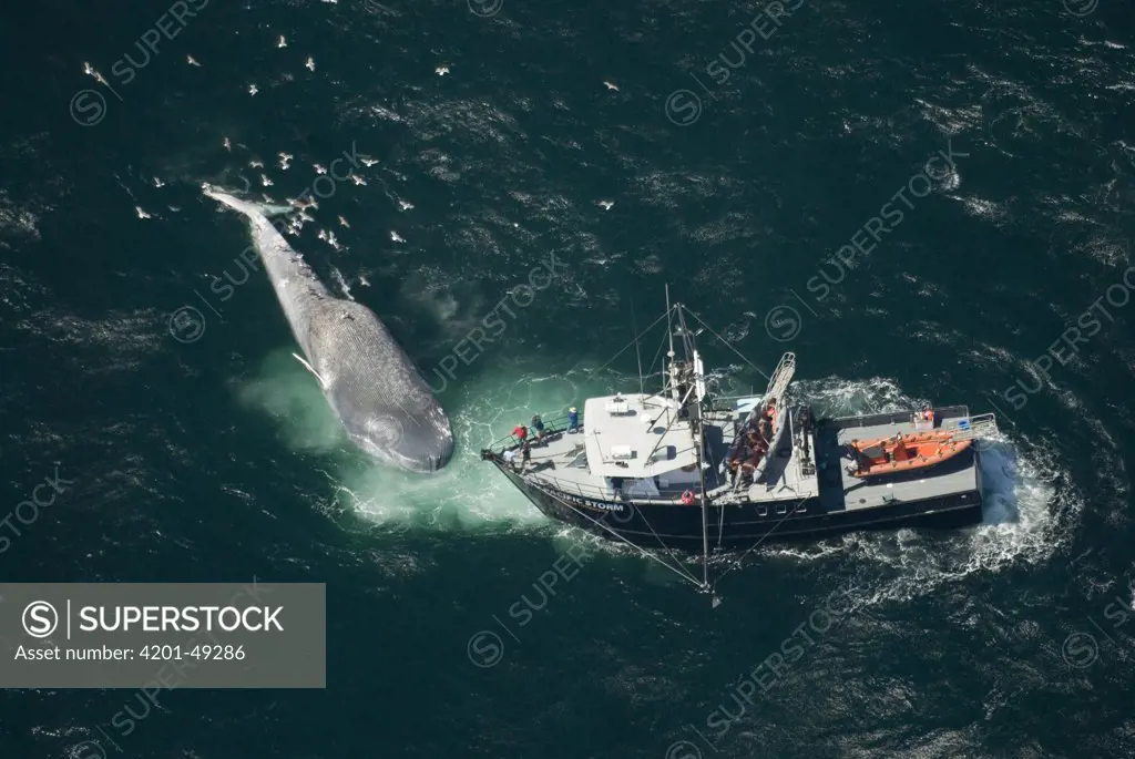 Blue Whale (Balaenoptera musculus) fatally injured in collision with ship and subsequently found by research vessel, Santa Barbara Channel, California