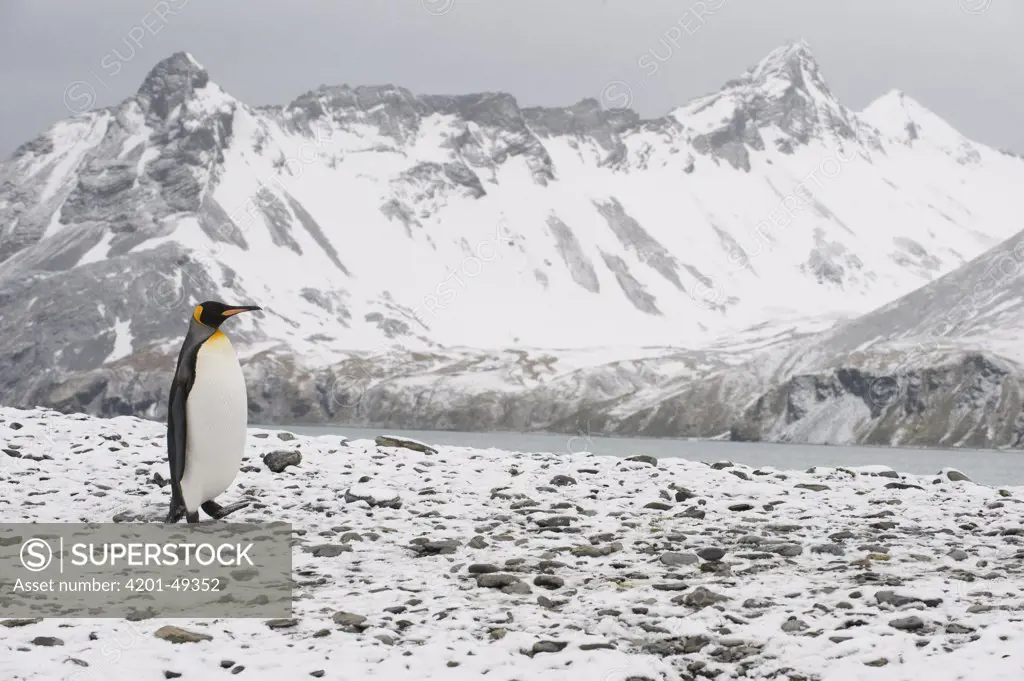 King Penguin (Aptenodytes patagonicus) walking down snow-covered slope, South Georgia Island