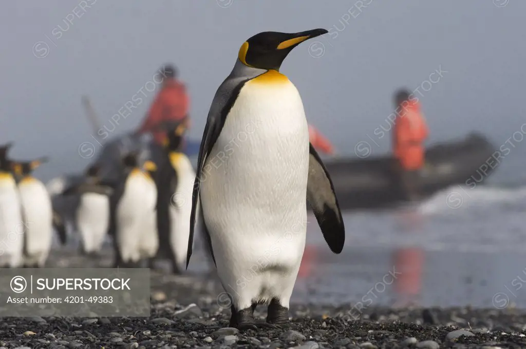 King Penguin (Aptenodytes patagonicus) group on beach with tourist boat in the background, South Georgia Island