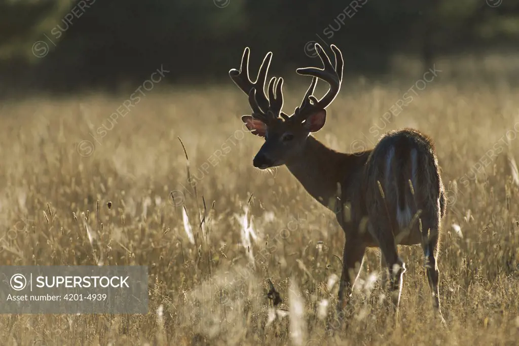 White-tailed Deer (Odocoileus virginianus) big eight point buck in velvet, backlit in meadow during late summer