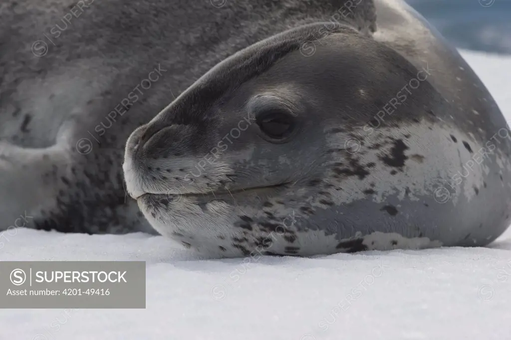 Leopard Seal (Hydrurga leptonyx) resting on ice floe, Antarctica