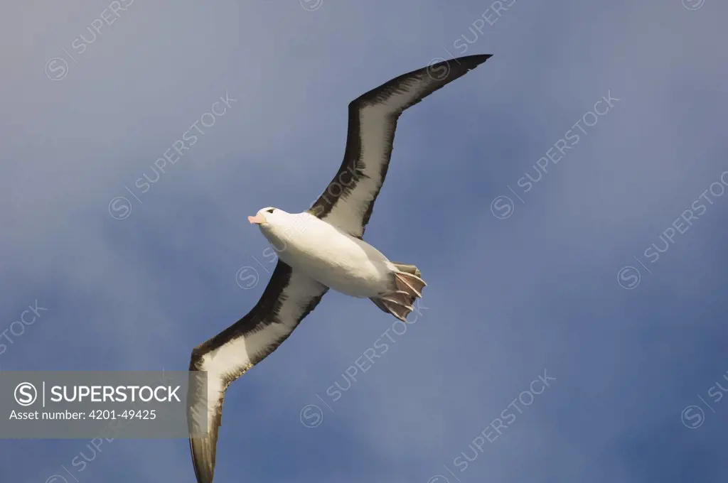 Black-browed Albatross (Thalassarche melanophris) flying, Drake Passage, Antarctica