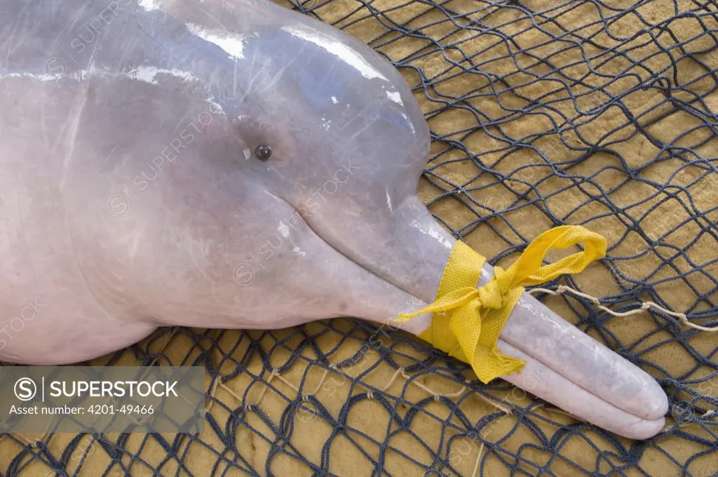 Amazon River Dolphin (Inia geoffrensis) female captured in net for research, Mamiraua Reserve, Amazon, Brazil