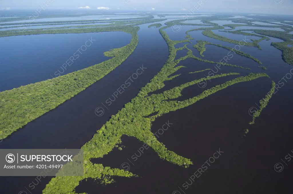 Flooded forest, habitat for the Amazon River dolphin, Anavilhanas Archipelago, Rio Negro, Amazon, Brazil