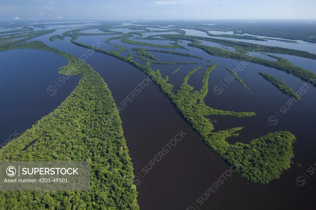 Flooded forest, habitat for the Amazon River dolphin, Anavilhanas Archipelago, Rio Negro, Amazon, Brazil