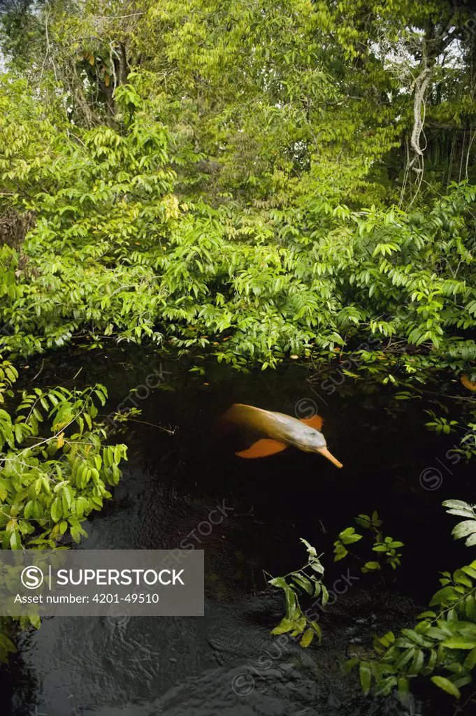Amazon River Dolphin (Inia geoffrensis) swimming in flooded forest, Rio Negro, Amazonia, Brazil