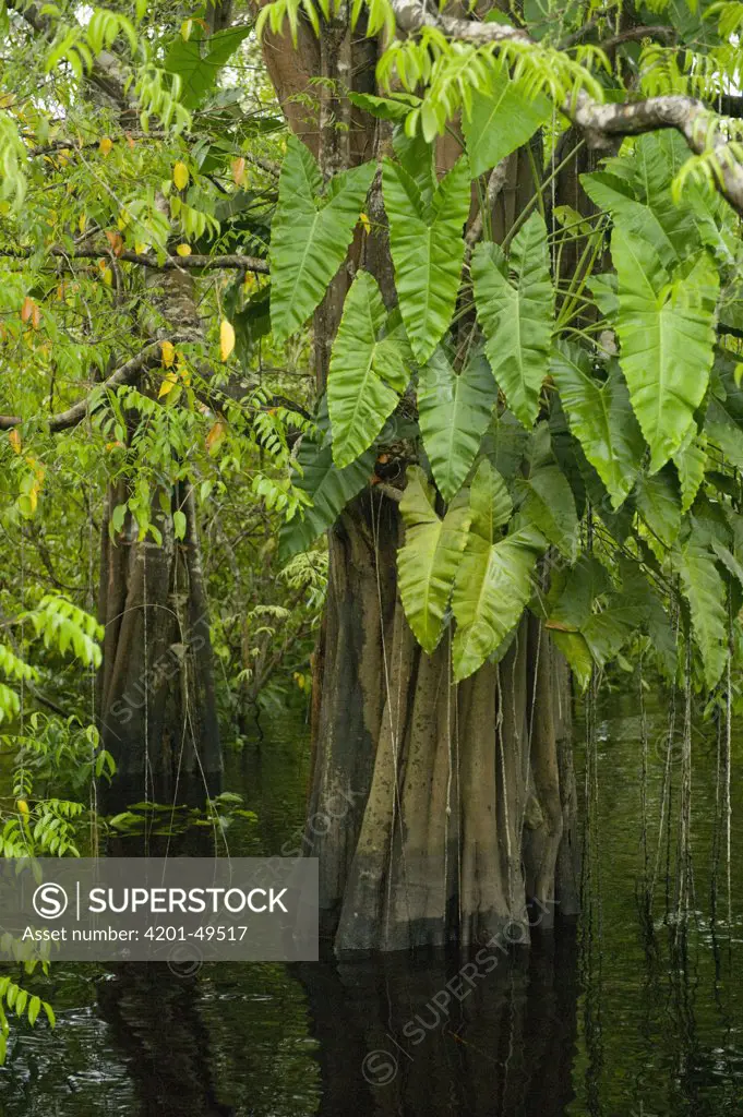 Flooded forest, habitat for the amazon river dolphin, Rio Negro, Amazonia, Brazil