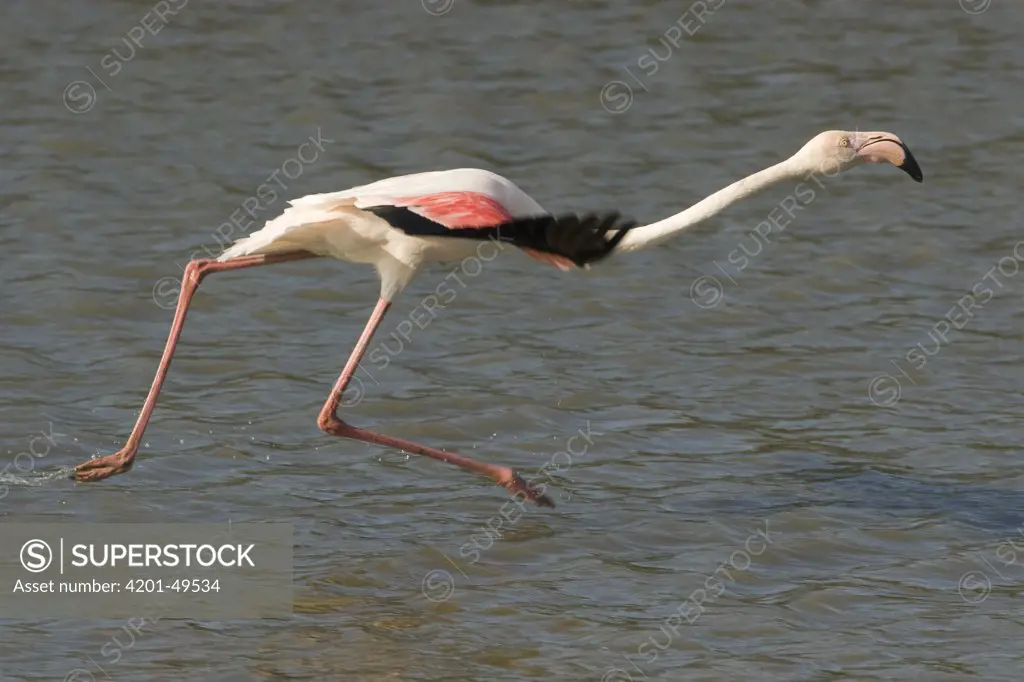 Greater Flamingo (Phoenicopterus ruber) taking flight, Camargue, France