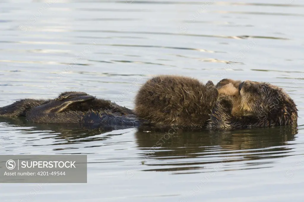 Sea Otter (Enhydra lutris) mother and pup sleeping, Elkhorn Slough, Monterey Bay, California