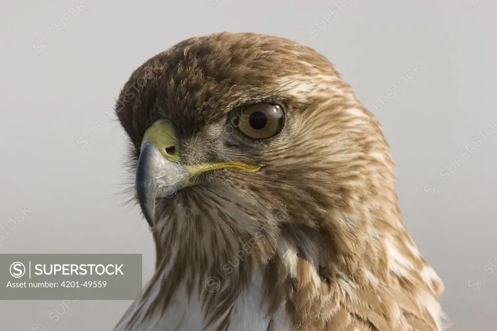 Red-tailed Hawk (Buteo jamaicensis) juvenile, Stevens Creek Shoreline Nature Study Area, Palo Alto, California