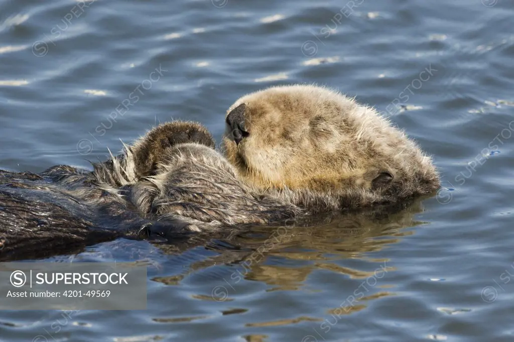 Sea Otter (Enhydra lutris) sleeping, Elkhorn Slough, Monterey Bay, California