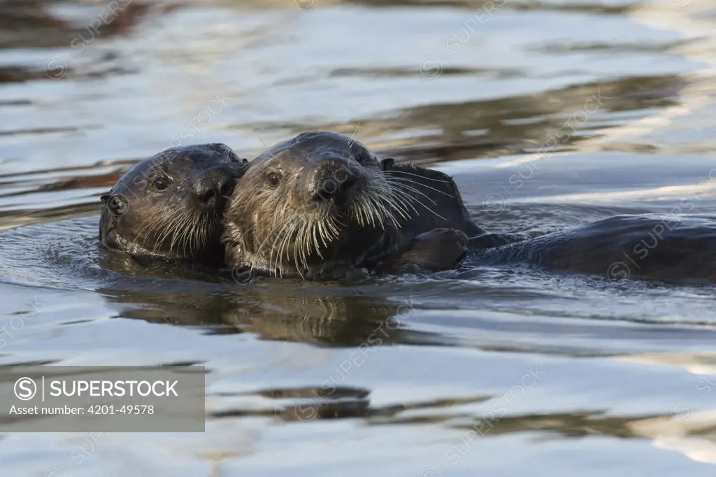 Sea Otter (Enhydra lutris) mother and pup, Elkhorn Slough, Monterey Bay, California