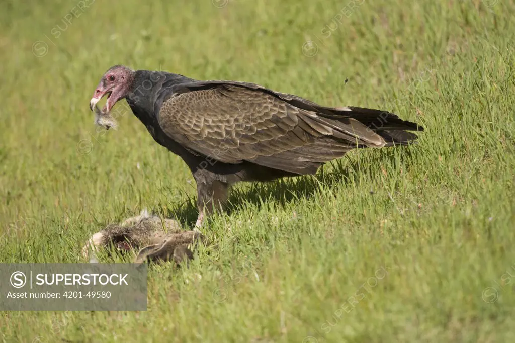 Turkey Vulture (Cathartes aura) sub-adult feeding on rabbit carcass, Martin Luther King Jr. Regional Shoreline, California