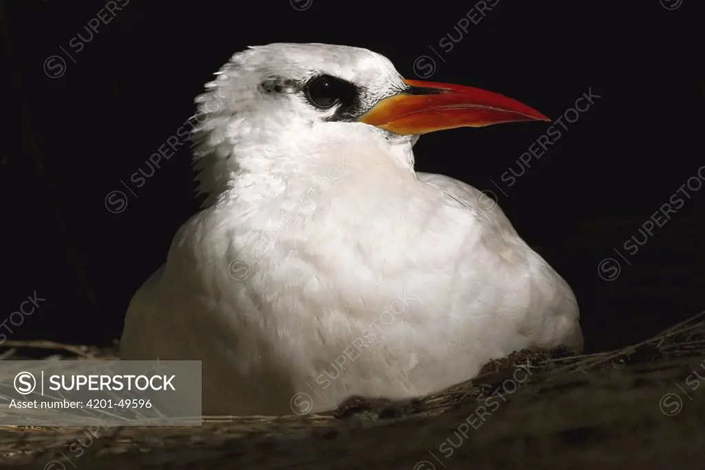 Red-tailed Tropicbird (Phaethon rubricauda) nesting, Midway Atoll, Hawaiian Leeward Islands, Hawaii