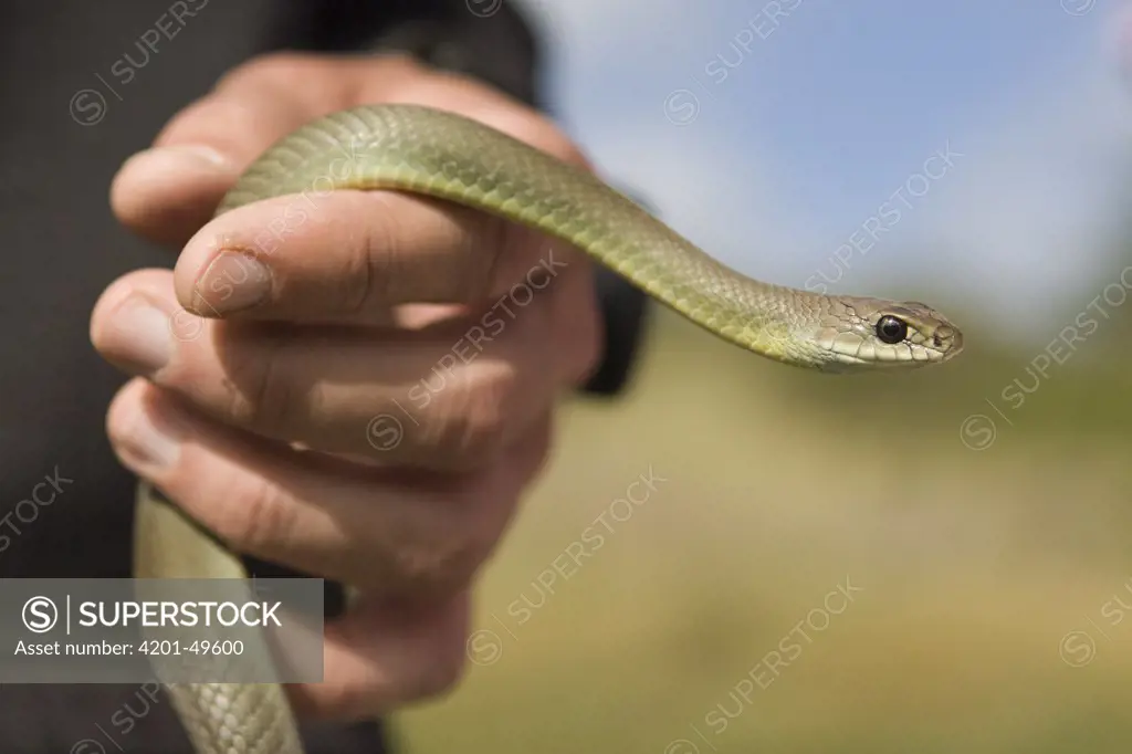 Western Yellow-bellied Racer (Coluber constrictor mormon) snake held by biologist, Pescadero, California