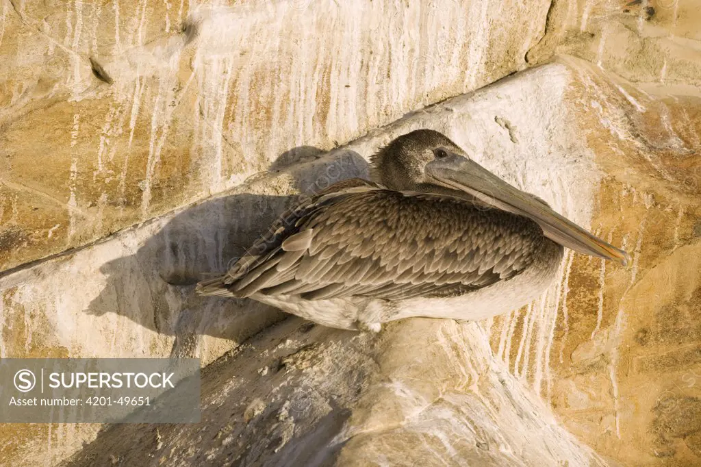 Brown Pelican (Pelecanus occidentalis) juvenile on rocks, Santa Cruz, Monterey Bay, California