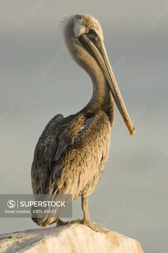 Brown Pelican (Pelecanus occidentalis), Santa Cruz, Monterey Bay, California