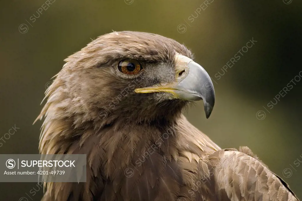 Golden Eagle (Aquila chrysaetos) portrait, San Francisco, California