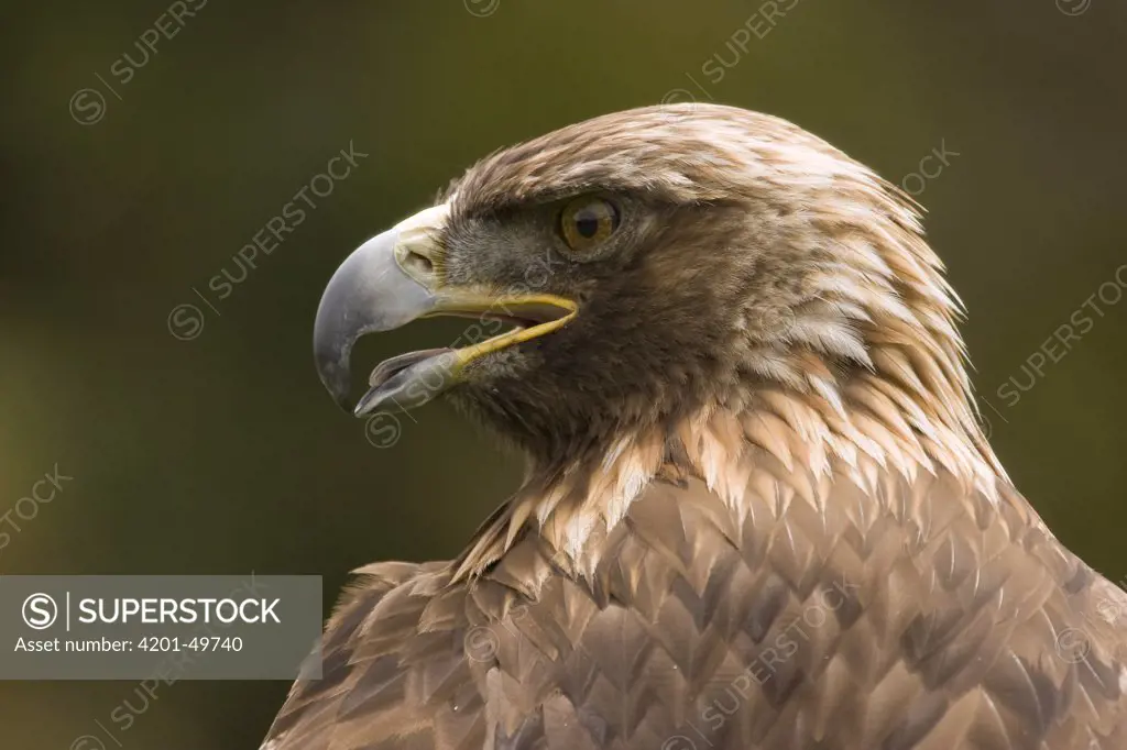 Golden Eagle (Aquila chrysaetos) portrait, San Francisco, California